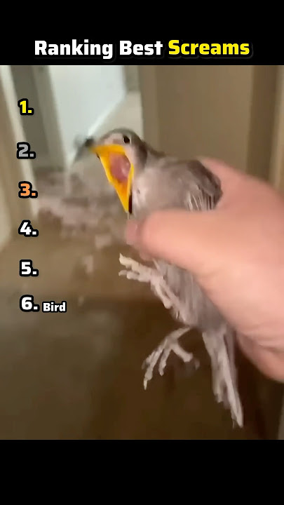 Ranking Best Screams #funnyvideo #ranking #scream #animals