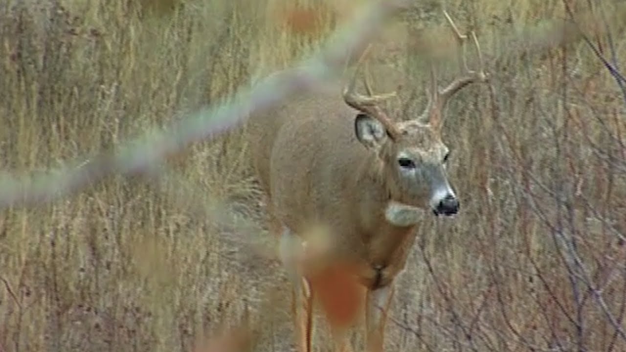 Old School: How To Find A Good Tree Stand Location