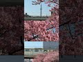 먼저 만난 도쿄의 봄. 카와즈자쿠라... 🚃🌸 #tokyo #spring #kawazu #kawazuzakura #sakura #vlog #daliy #河津桜 #桜 #春