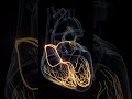 The nerves that power your heart #anatomy #meded #3dmodel