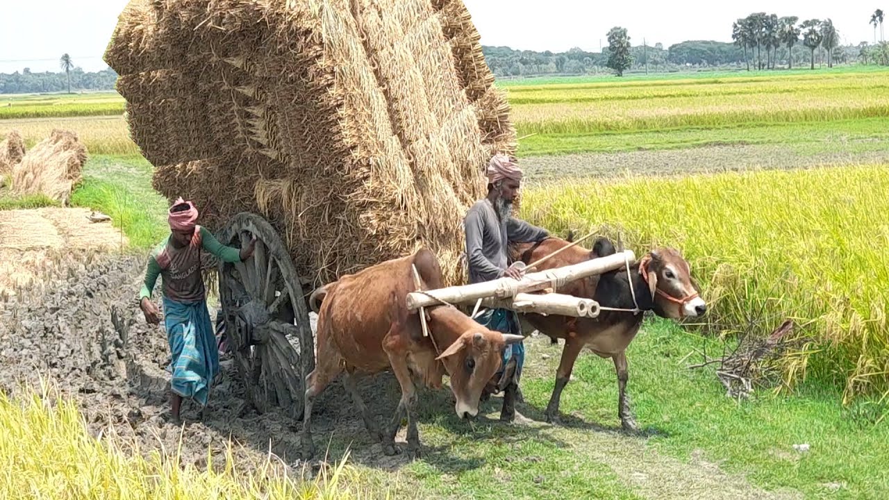 The powerful cow lift the cart covered in paddy // Paddy transfer system / Village bullock cart ride