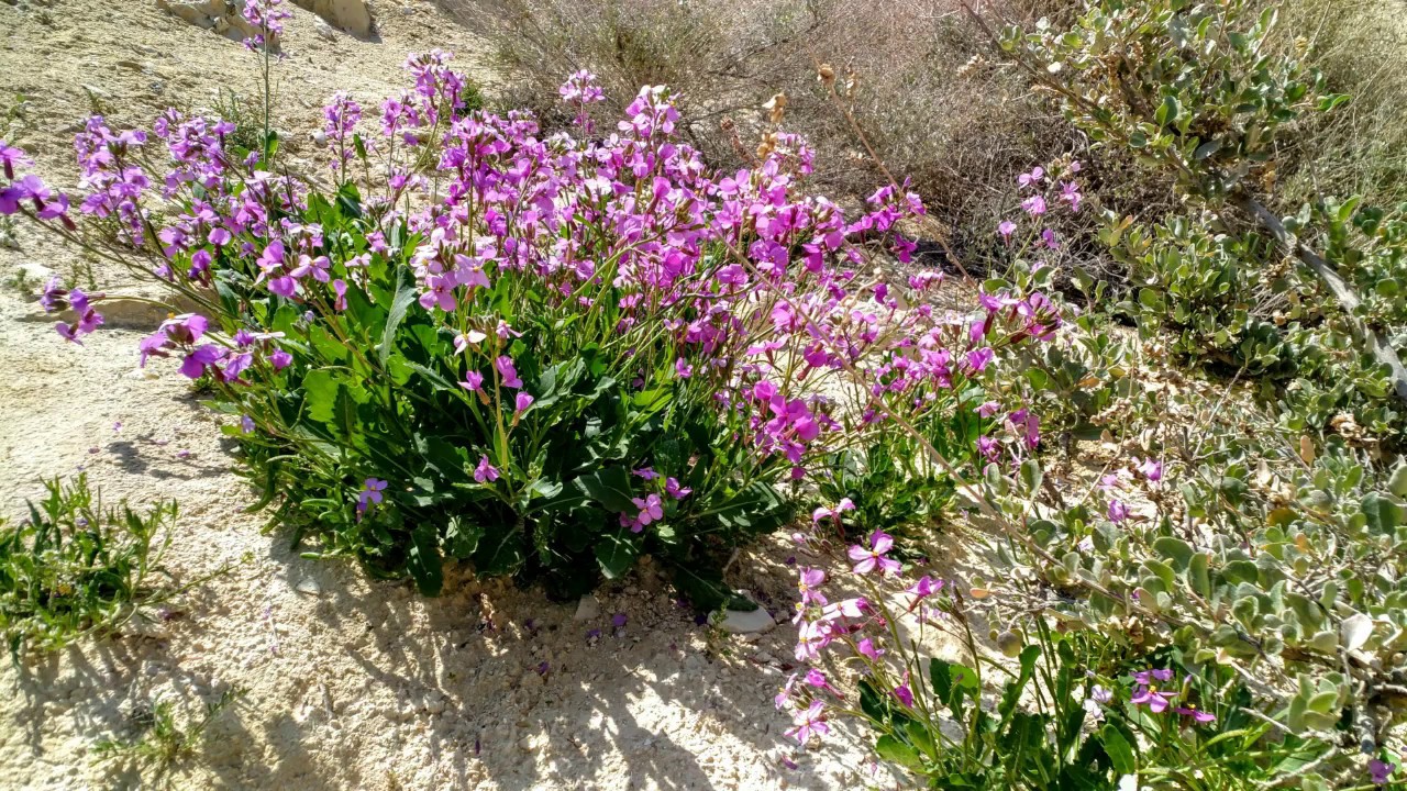 National Park Ein Avdat 29 02 2020