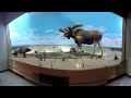Paseo virtual  360 Museo de Historia Natural de la CDMX test 2