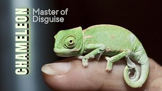 Color-Changing Masters: Unique Chameleon Facts Revealed