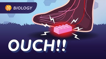 Nervous & Endocrine Systems: What Really Happens When You Step on a Lego: Crash Course Biology #46