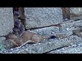 Stoat Mum of Seven Moves Family to Safety | Stoat Camera Stories