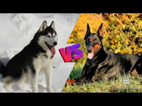 Сибирский хаски против Добермана. Doberman against Siberian Hysky.