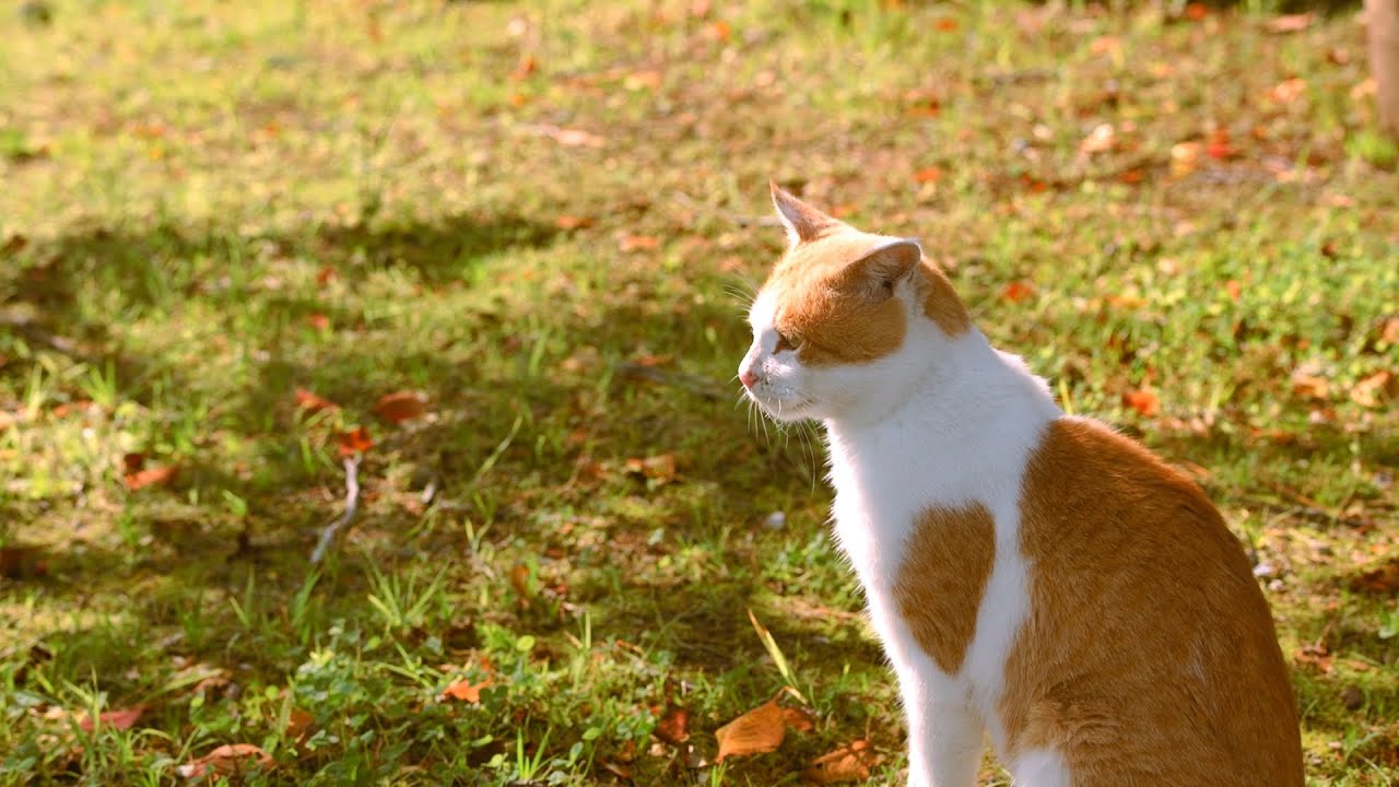 猫カフェ～リラックス 【癒し 作業用BGM ネコ】イライラ緩和