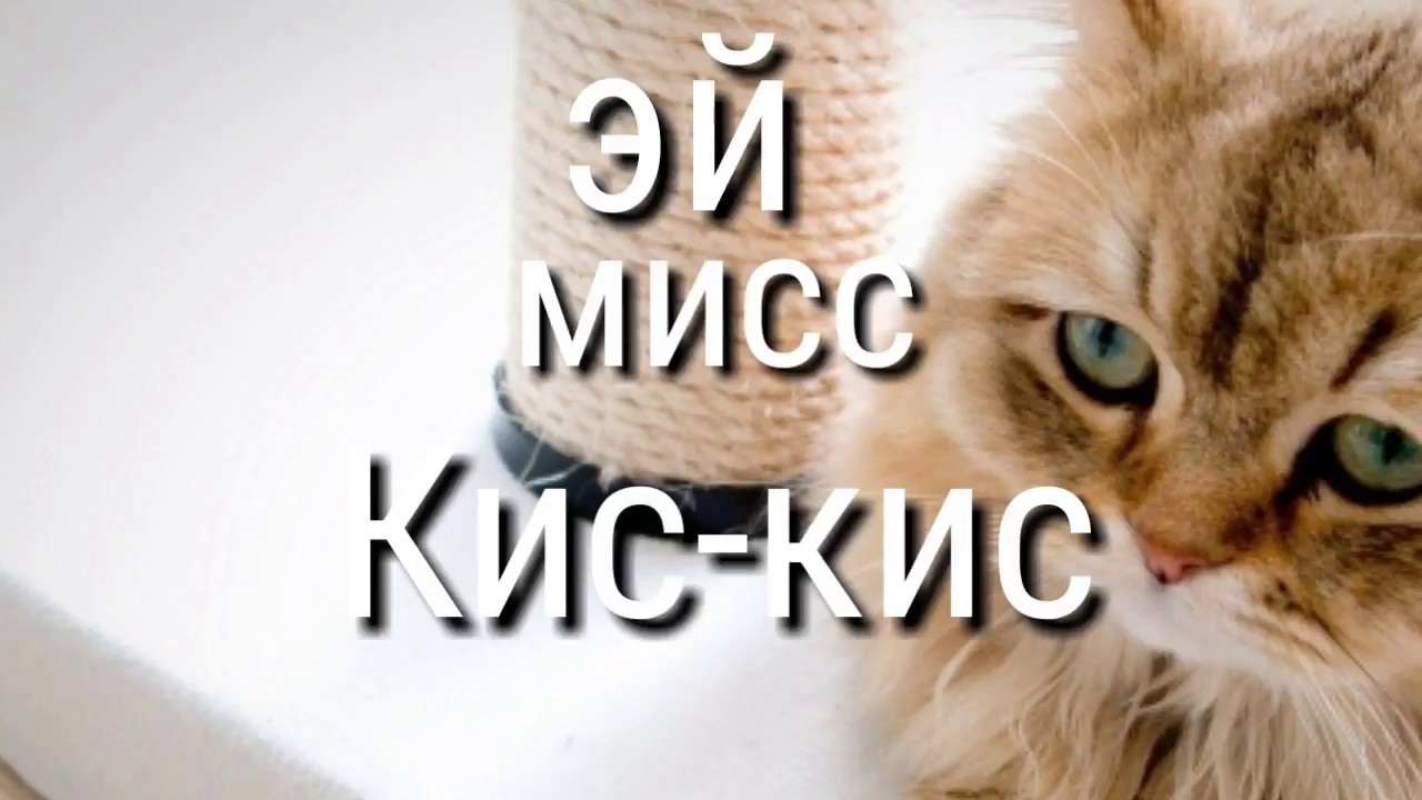 Эй мисс кис кис. Эй Мисс кис. Мисс кис кис. Эй мис кис кис. Эй Мисс кис-кис давай вверх вниз.