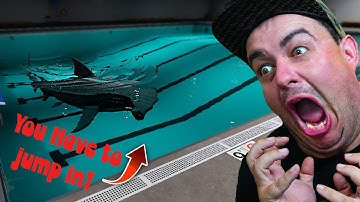 Childhood Fear Unlocked! Shark In The Pool