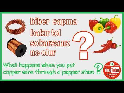 Video: Tatlı Biber Alternaria