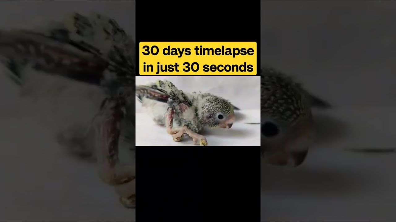 30 days timelapse in just 30 seconds 