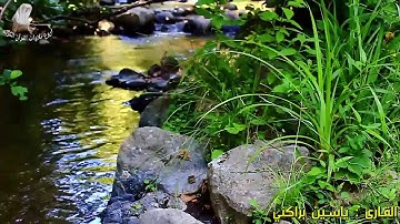 صوت ملائكي وخشوع رهيب بصوت القارئ ياسين براكني الجزائري HD-