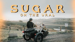 Sugar on the Ural Motorcycle (Gear Up) | A Sidecar Superstar