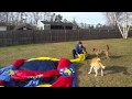 Kiki & Bugs trying to blow up his bounce house!!