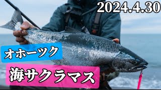 【2024 海サクラマス】元祖海サクラマスジグが大活躍！【岡クラフト 網走 オホーツク】