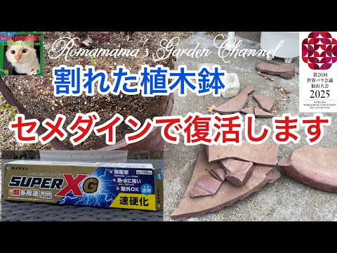 鉢割れ hqdefault.jpg