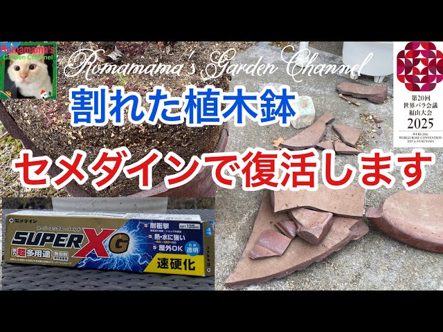 セメダイン】割れた植木鉢をセメダインで修復しました #ばら #植木鉢