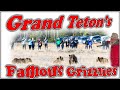 Grand Teton Parks Grizzly Bears 399 & 610