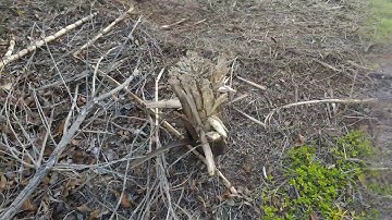 Binary explosive 220g - Firecraker