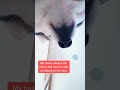 Flip for cuteness #dogsoftiktok #husky #huskiesoftiktok #dog... #Shorts #olivialevinn