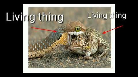 Learning Video Unit 4 Interactions