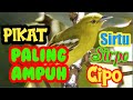 PIKAT SIRTU PALING AMPUH,SIRTU LIAR LANGSUNG TURUN