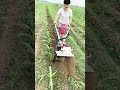 #Rotary Tilling Weeding Ditching #Multifunctional Micro Tiller #gasoline #mini #farming #tiller