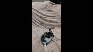 Noir and Oswald having fun! by Bella's Legacy Cattery 38 views 9 months ago 1 minute, 15 seconds