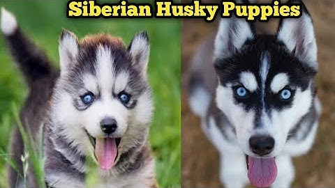 Watch the video about Husky Puppies For Sale In Best Price || Husky Dog,Husky Price / Siberian Husky Dog