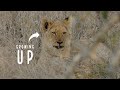 The Mbiri Cubs Are Getting BIG! | The Virtual Safari #214