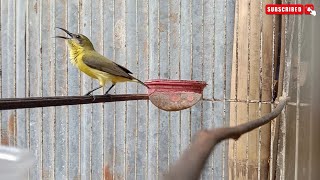 Terapi SOGON jantan Bahan || sangat Ampuh panggilan Sogon BETINA !!