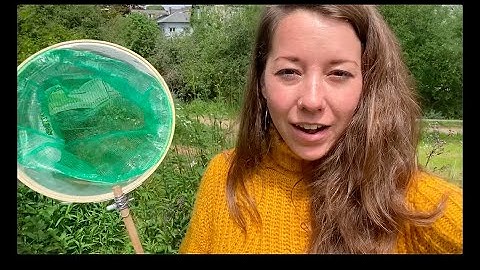 Eco-Friendly Craft: Build a Bug Net!
