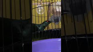 Download Lagu Burung Cucak Keling Gacor Teler Ya Begini #burung #kicaumania #qinarabanyuwangi MP3 Download Lagu Burung Cucak Keling Gacor Teler Ya Begini #burung #kicaumania #qinarabanyuwangi MP3