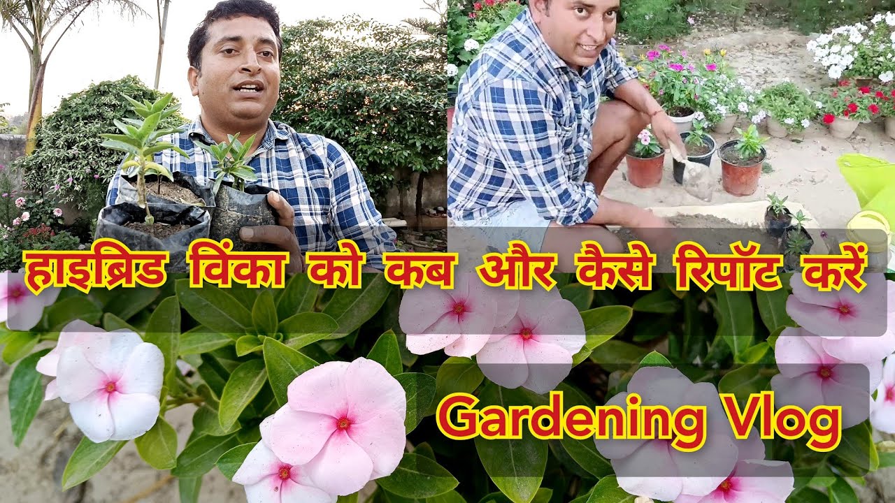 हाइब्रिड विंका रिपॉटिंग how to repot hybrid vinca plant vinca plant