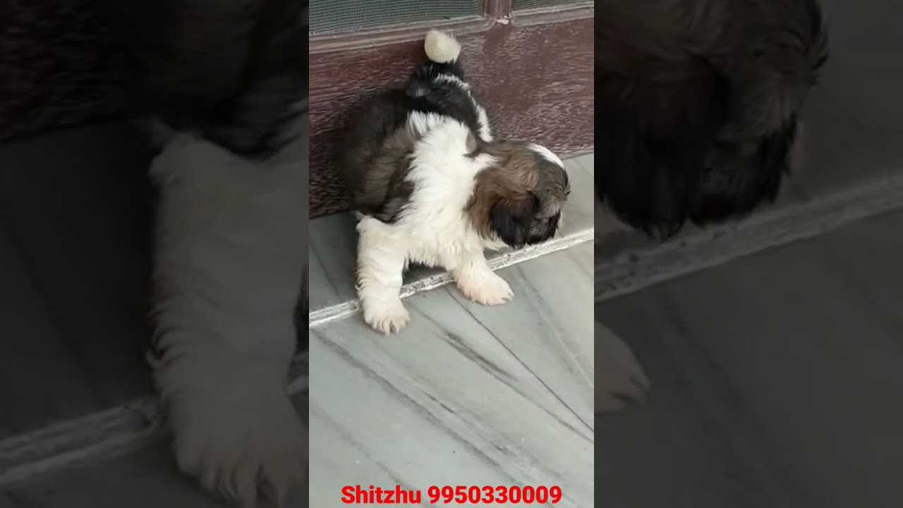 Shitzhu Puppy 