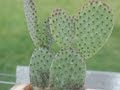 Bouturer un cactus raquette