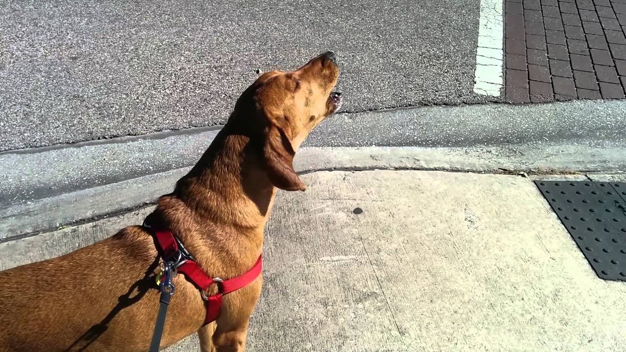 Redbone coonhound howl - YouTube