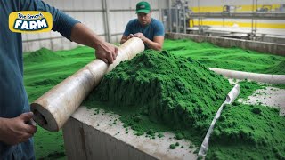 Superfood MEGA Factory: How Spirulina is Made