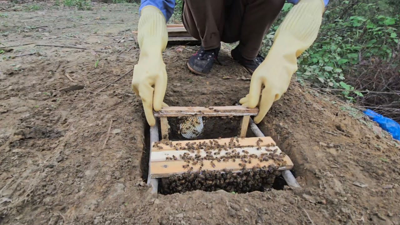 Checking If the Bee Colony Raised in the Underground Chamber Is Growing