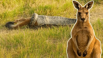 Giant python swallowing a kangaroo? Shocking real footage