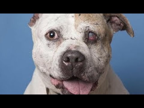 Download 感動 闘犬の噛ませ犬として虐待