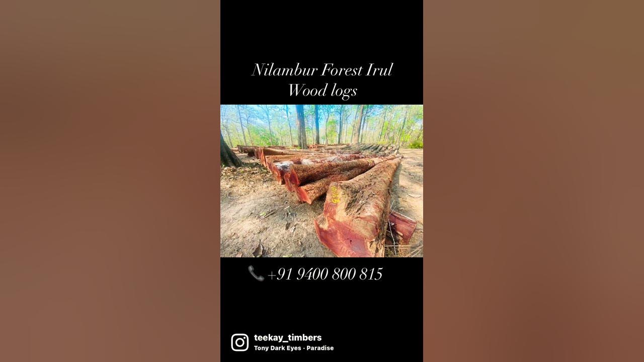 Nilambur Forest Irul Wood Logs teekaytimbers 📞 +91 9400 800 815 YouTube