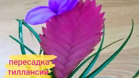 Пересадка тиллансии /удаление соцветия
