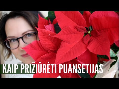 Video: Kodėl puansetijos yra kalėdinės gėlės?