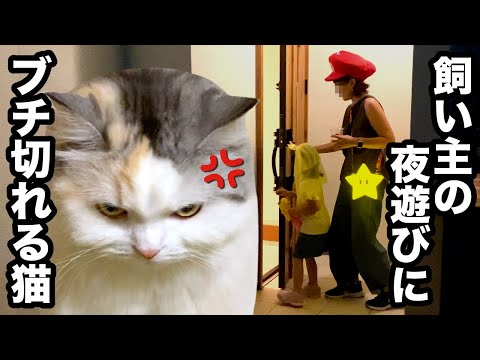 USJで遊びすぎて浮かれた飼い主にブチ切れる猫【関西弁でしゃべる猫】