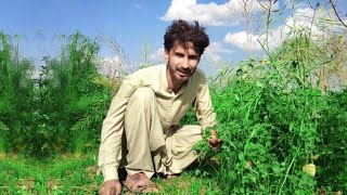 Grass cutting for animals | Grass cutter machine | Village life | Nauroz Ali Official