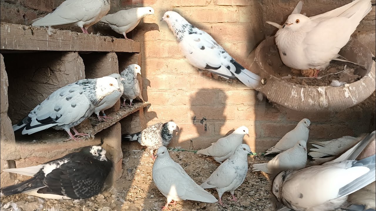 ਦੇਖੋ ਮਿੱਤਰੋ ਆਪਣੇ ਇੱਕ ਜੋੜੇ ਨੇ ਬੱਚੇ ਕੱਢ ਲਏ ਨਾਲੇ ਡੱਬੀ ਨੇ ਆਂਡੇ ਧਰ ਲਏ 💯🕊️