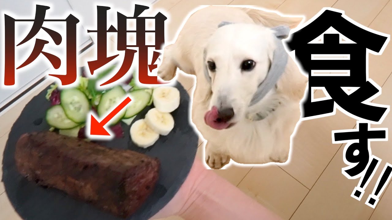 【犬ASMR】ミニチュアダックスに肉塊をあげたら反応がヤバい…