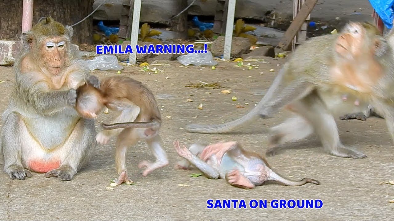 baby monkey crying for milk Heartbreaking Santa video !! Very pity baby Santa was warning by Emila during request to play